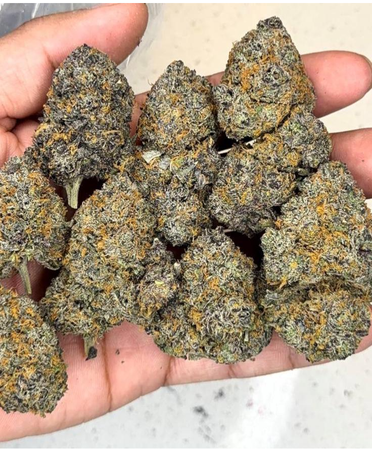 Premium Pachis flower